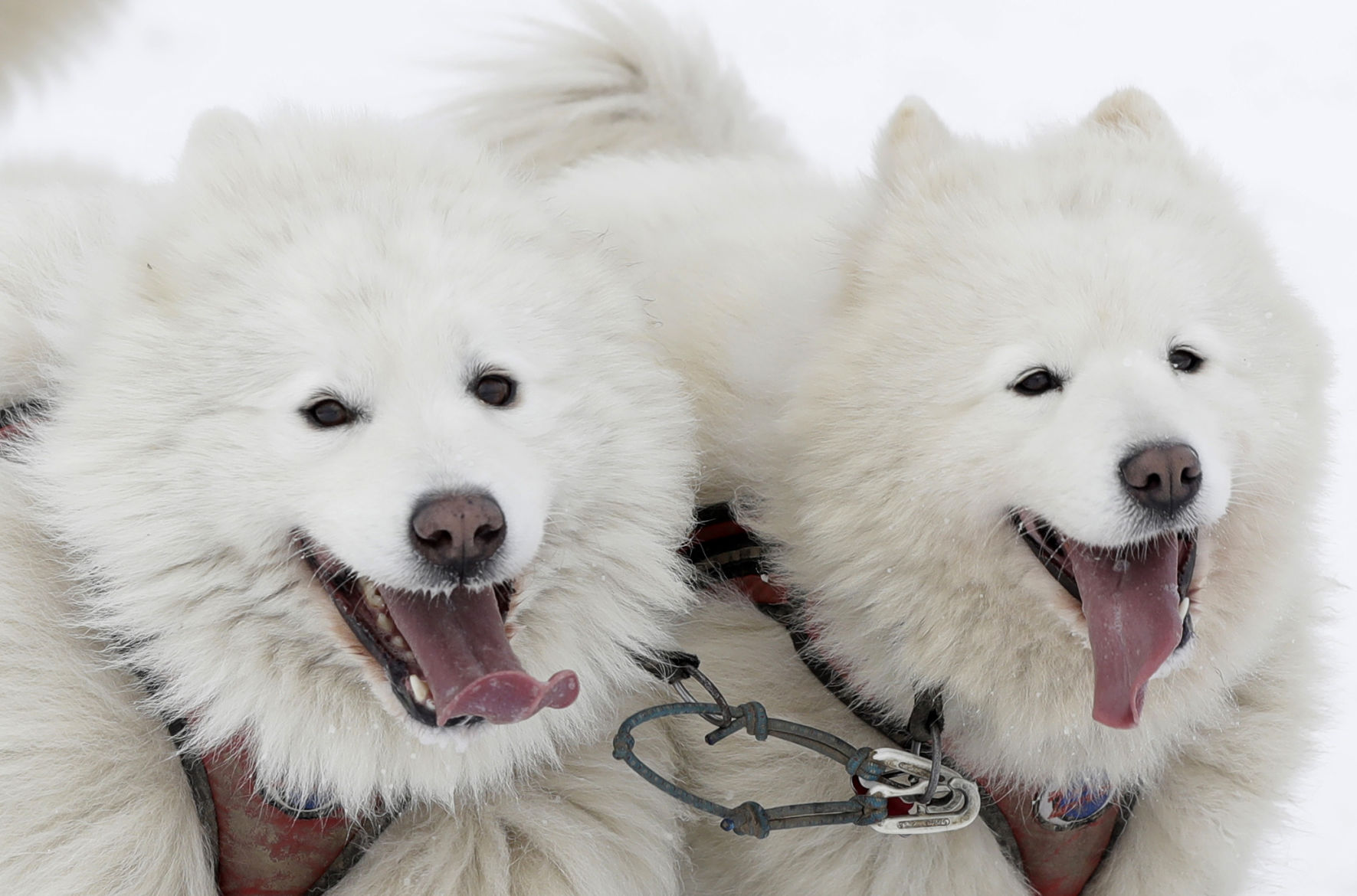 Czech Republic Dog Sled Race